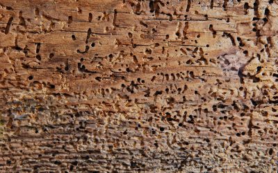 What is borer & how do you keep your home safe? - Nexus Property Services